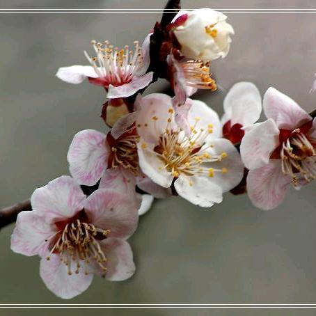 梅花姐