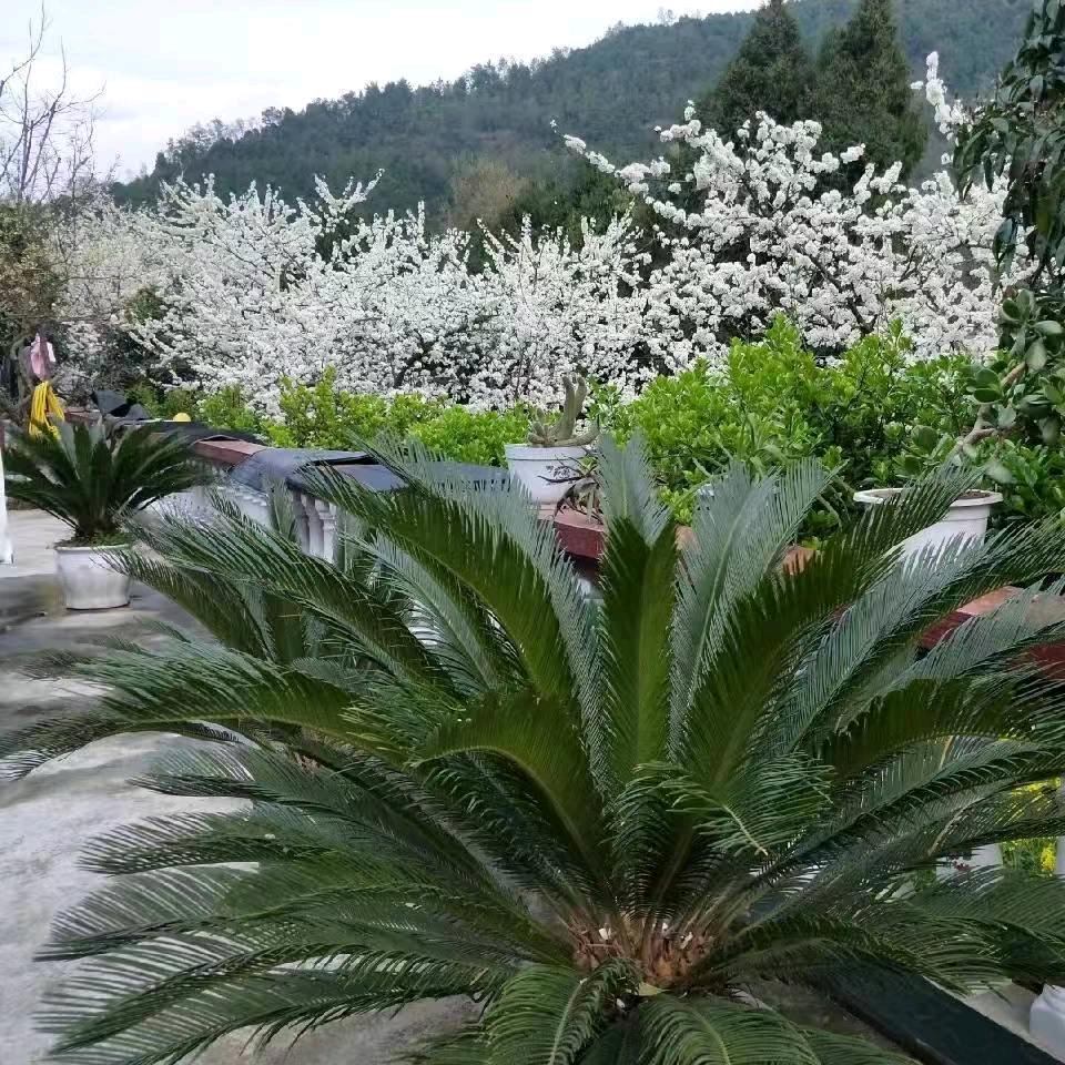 川H北漂