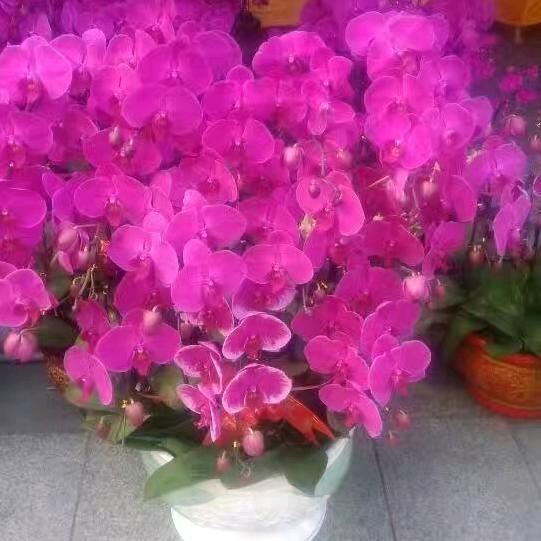 过好每一天🌹🌹🌹🌹🌹