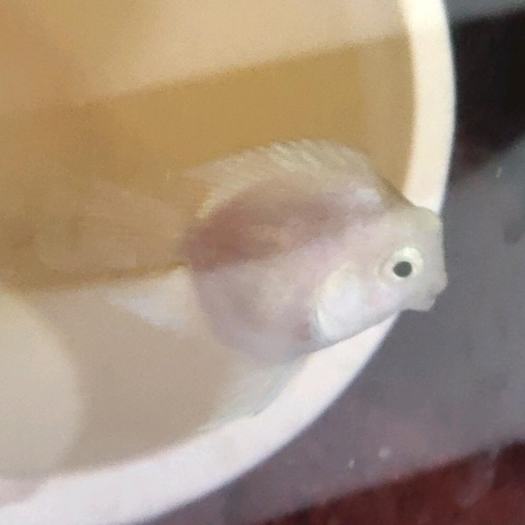小鱼迷你鹦鹉