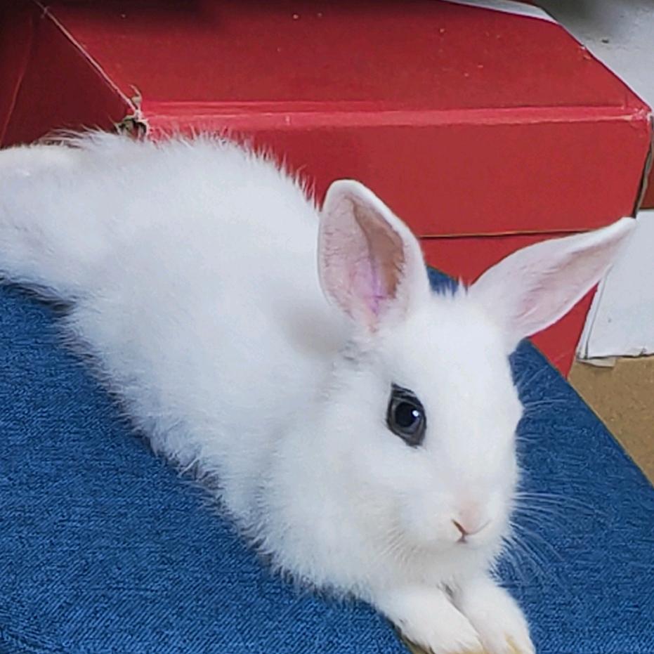 我家小白兔叫粪球