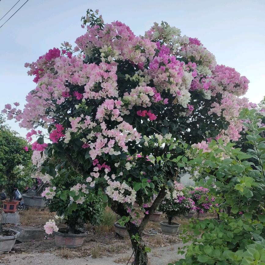颜姐园艺场