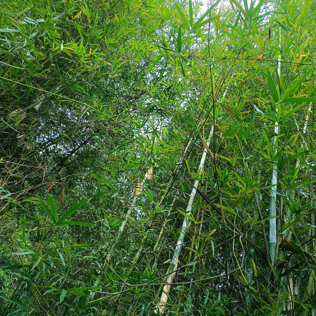 晶莹剔透