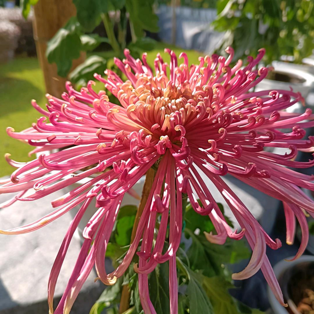 梦想家园🍎🍎