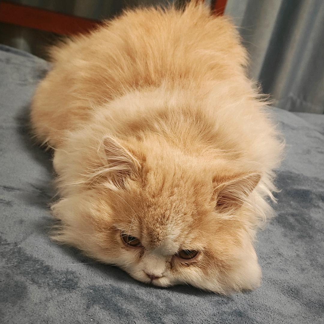 悄漫雾（目标500粉丝）