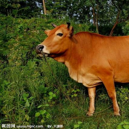 南阳惟牧肉制品有限公司