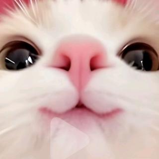 青风(暗区突围)