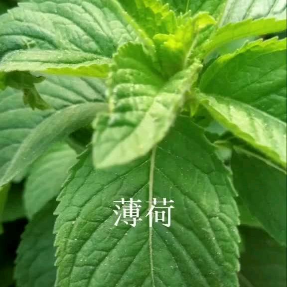静心思语