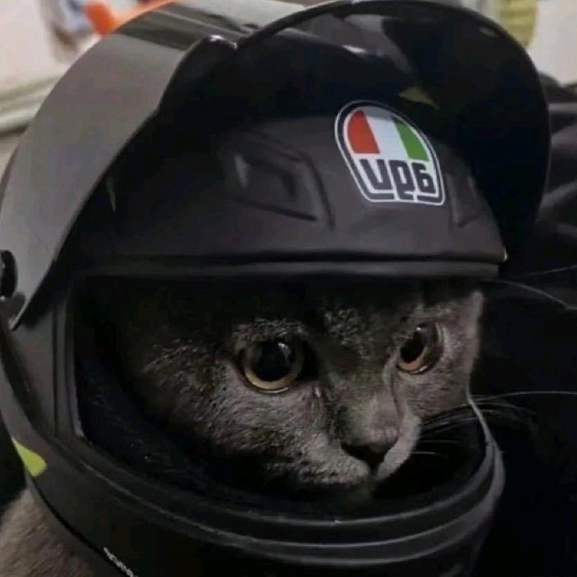 玩大富翁孙小美的猫