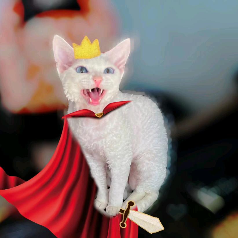 兰州德文卷毛猫（木头家）