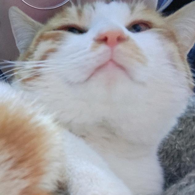 楚玉