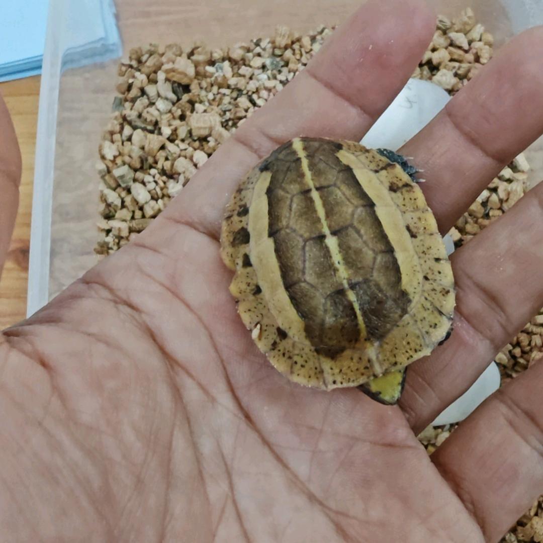 奇爬龟宠用品店