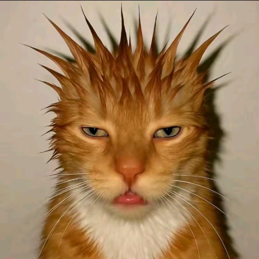 麦当当忠实信徒