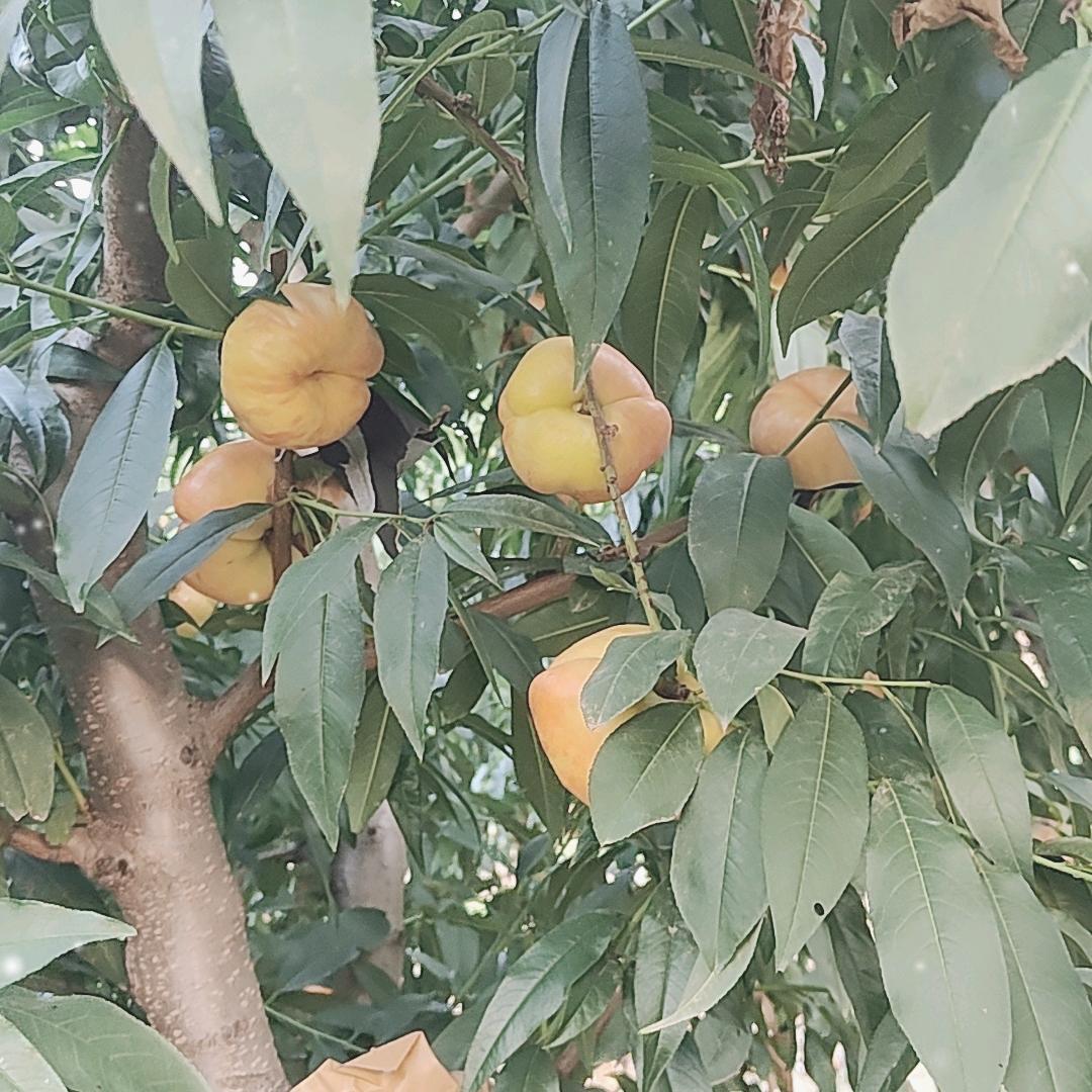御品桃园采摘