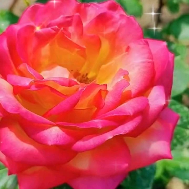 平安健康。喜乐福