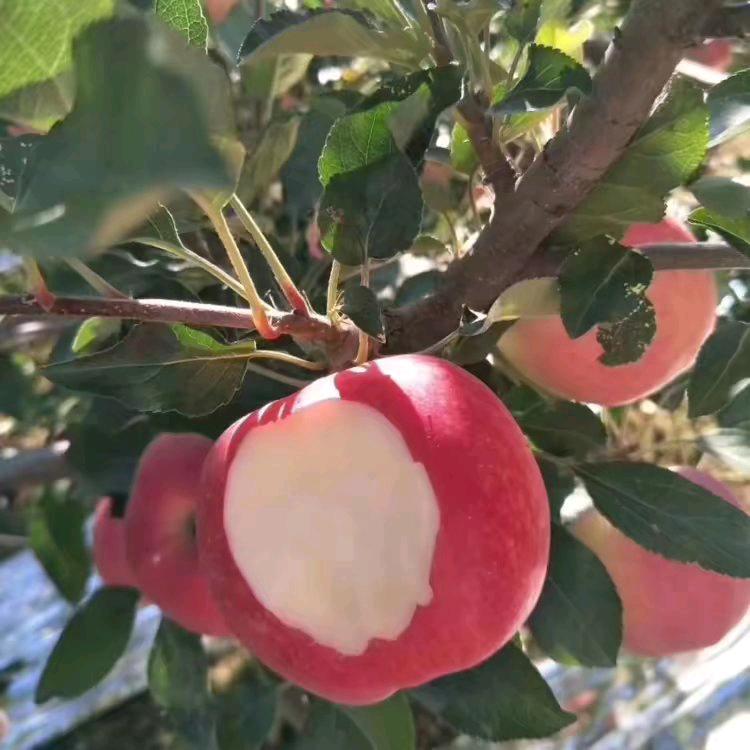 孙哥洛川苹果代办代收代发