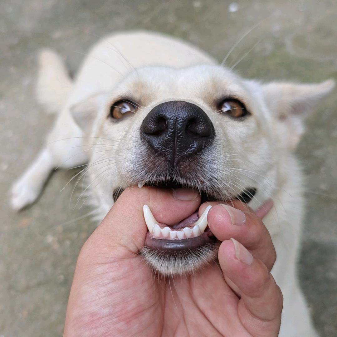 尼古拉斯、苑苑