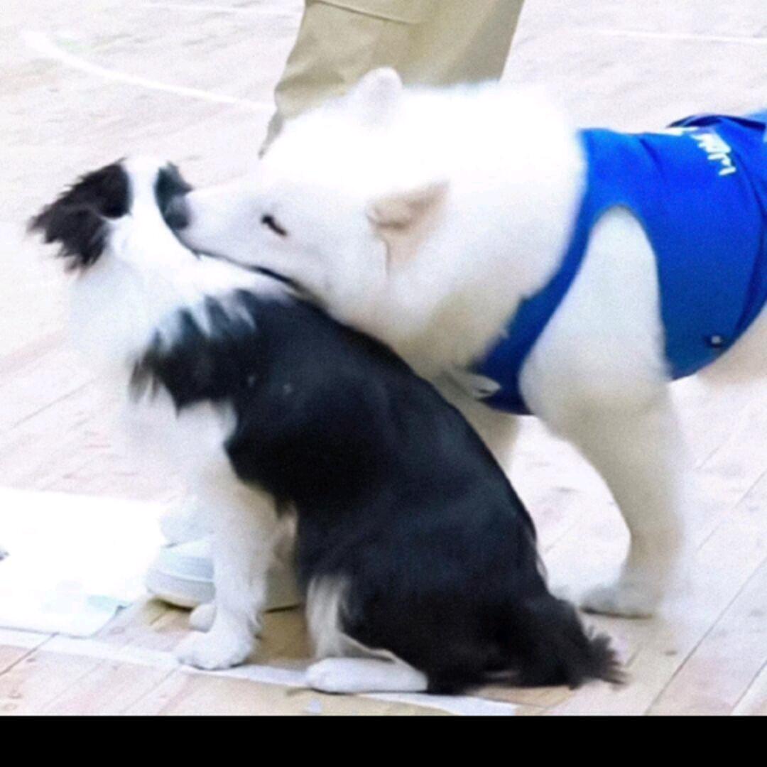 柠檬味的starᴶʸ🐳