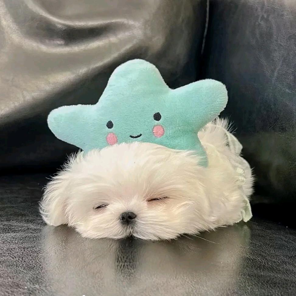 miro🍧