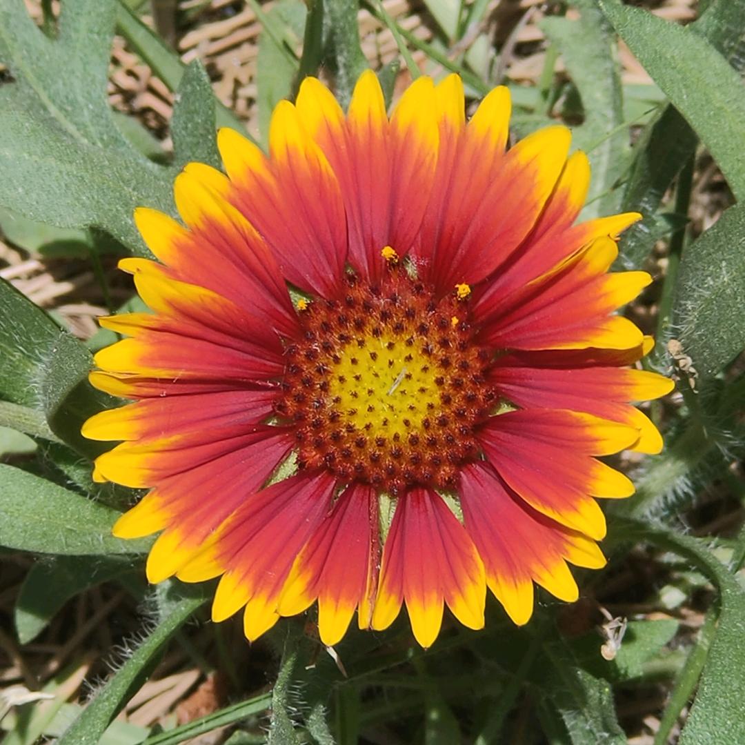 独秀一枝花