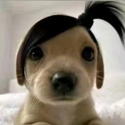 贤哥薄纱披得朱