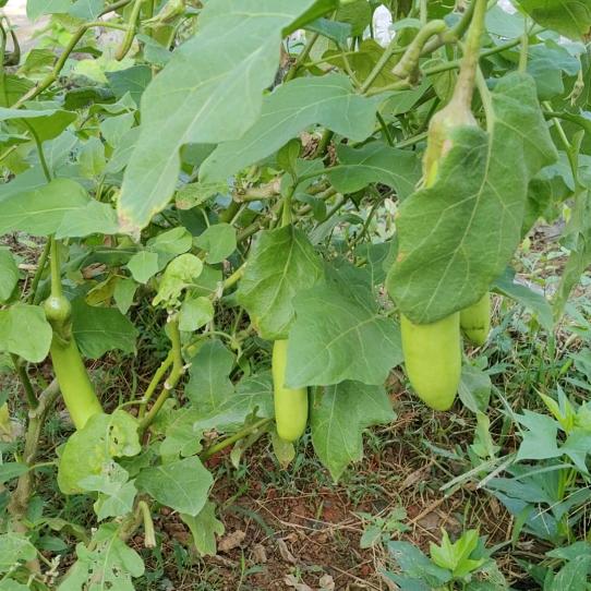 小蓝西施