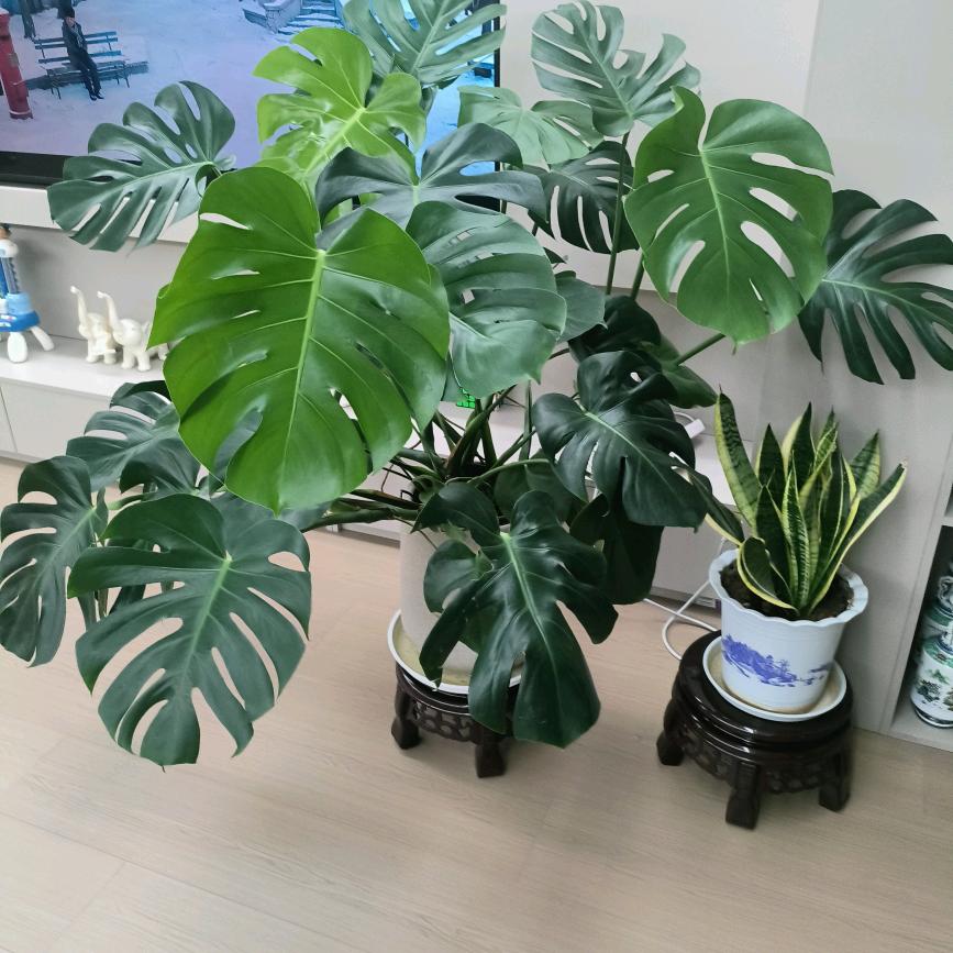 圣象地板孙巧云