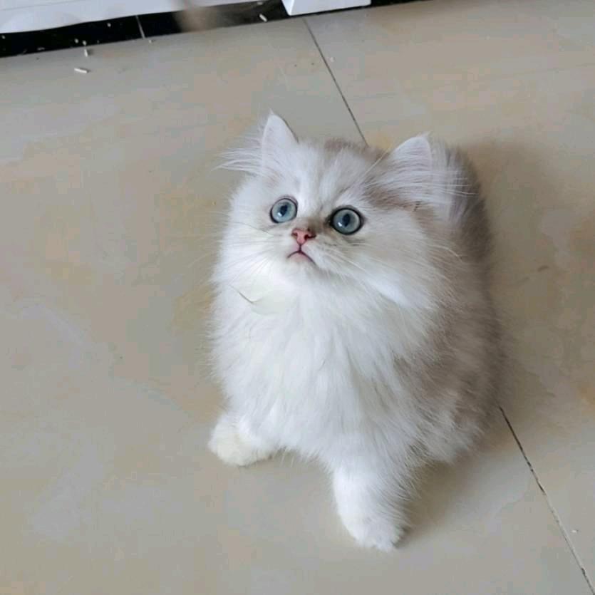 听风的歌