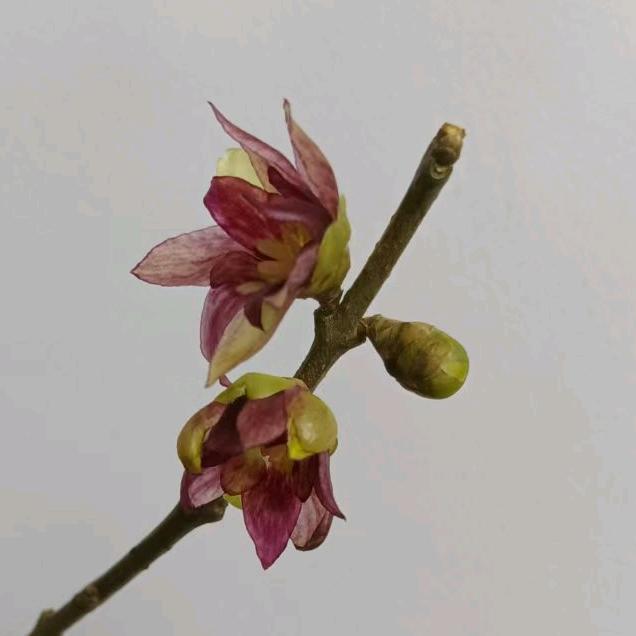鄢陵县艺平花木腊梅月季种植园