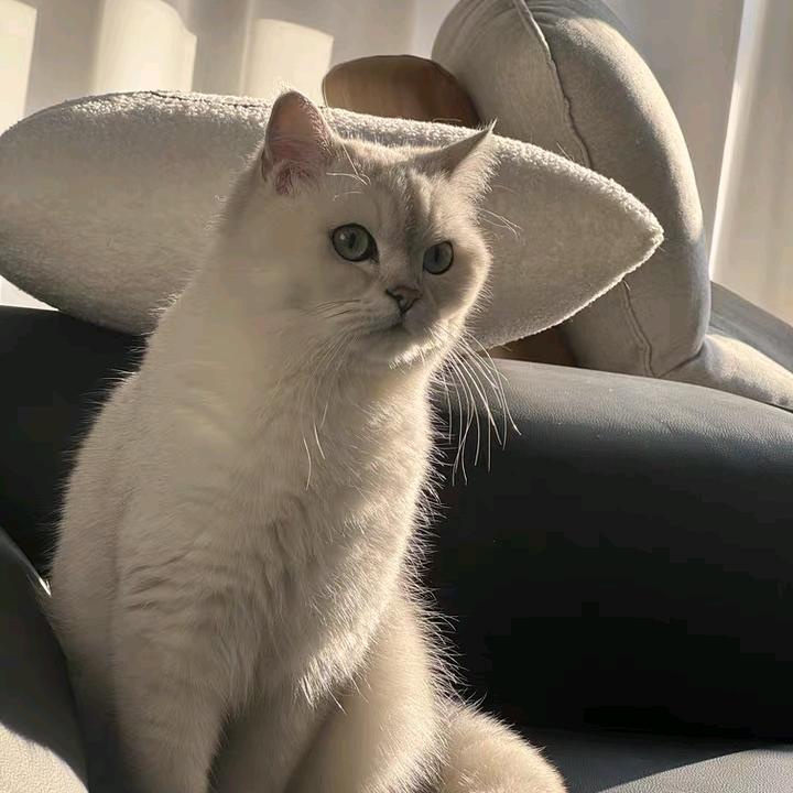 LA baba