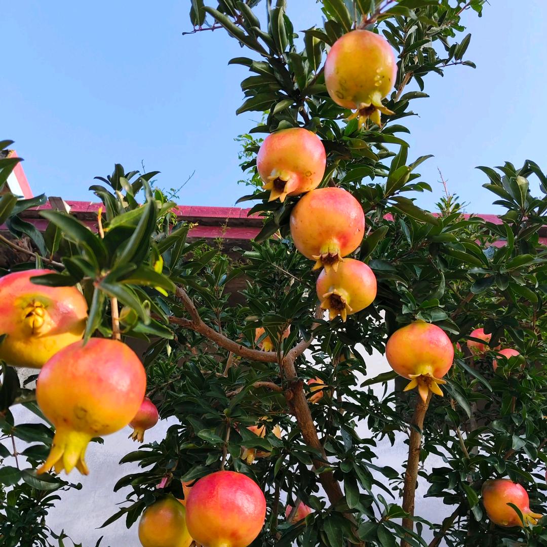 键怡宝贝