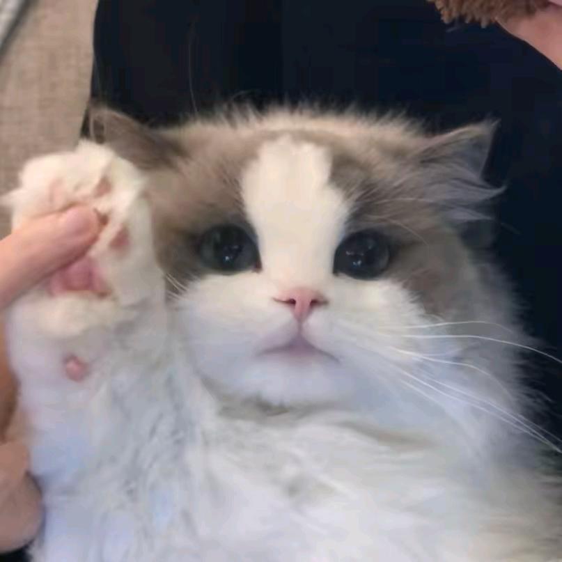 @小野猫
