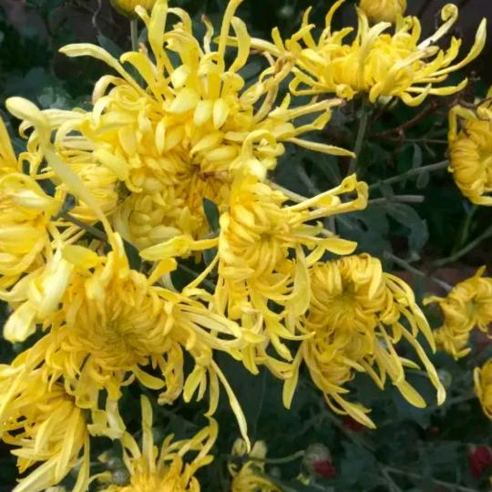 珍惜人生👋👋👋77年的🐍💞🍎