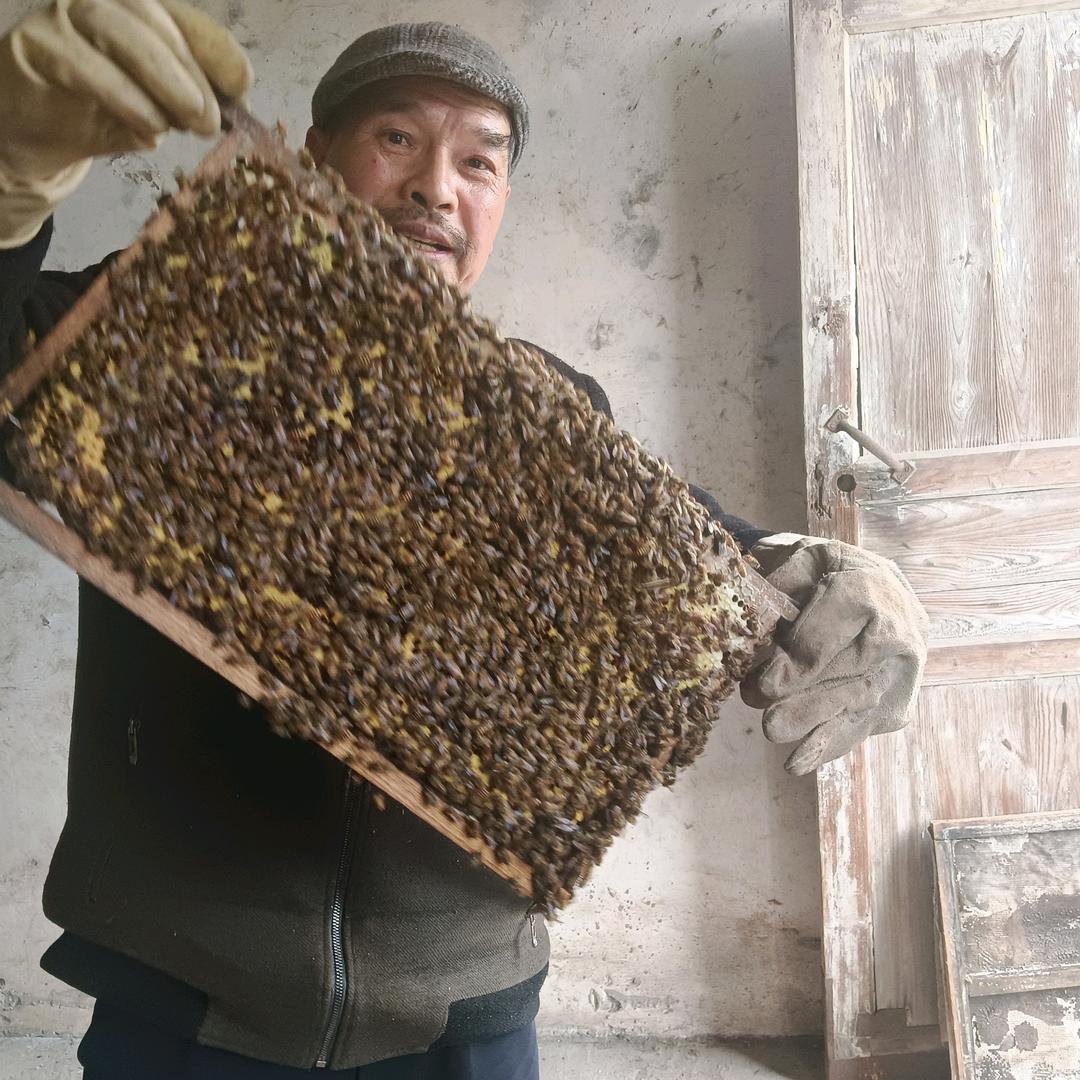 养蜂人田厚平