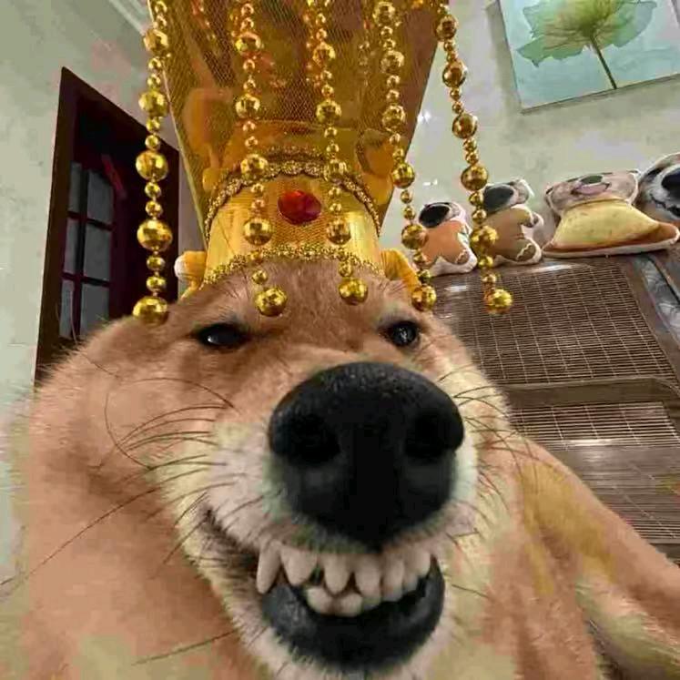 机智的