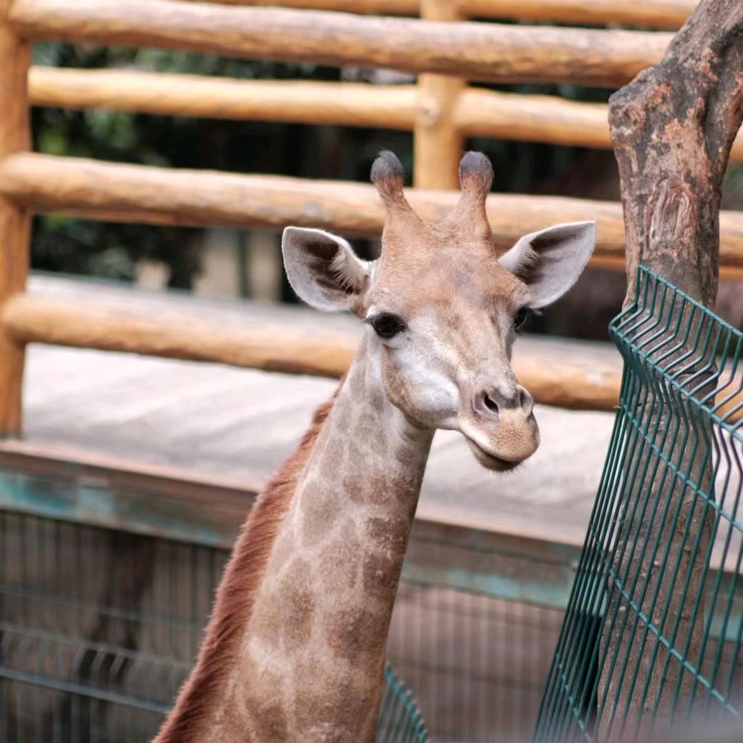 可爱的国伟 球球
