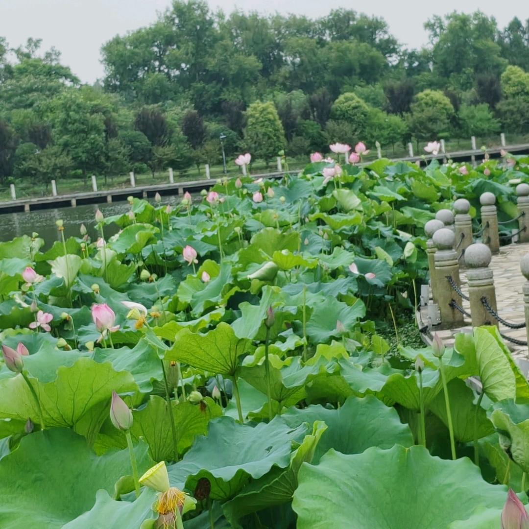 桉柔.小鹿茸