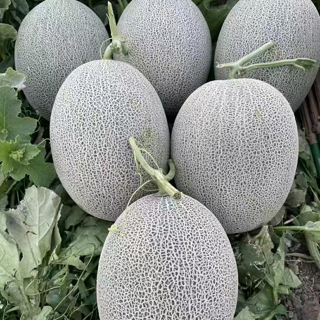 阿狸云顶