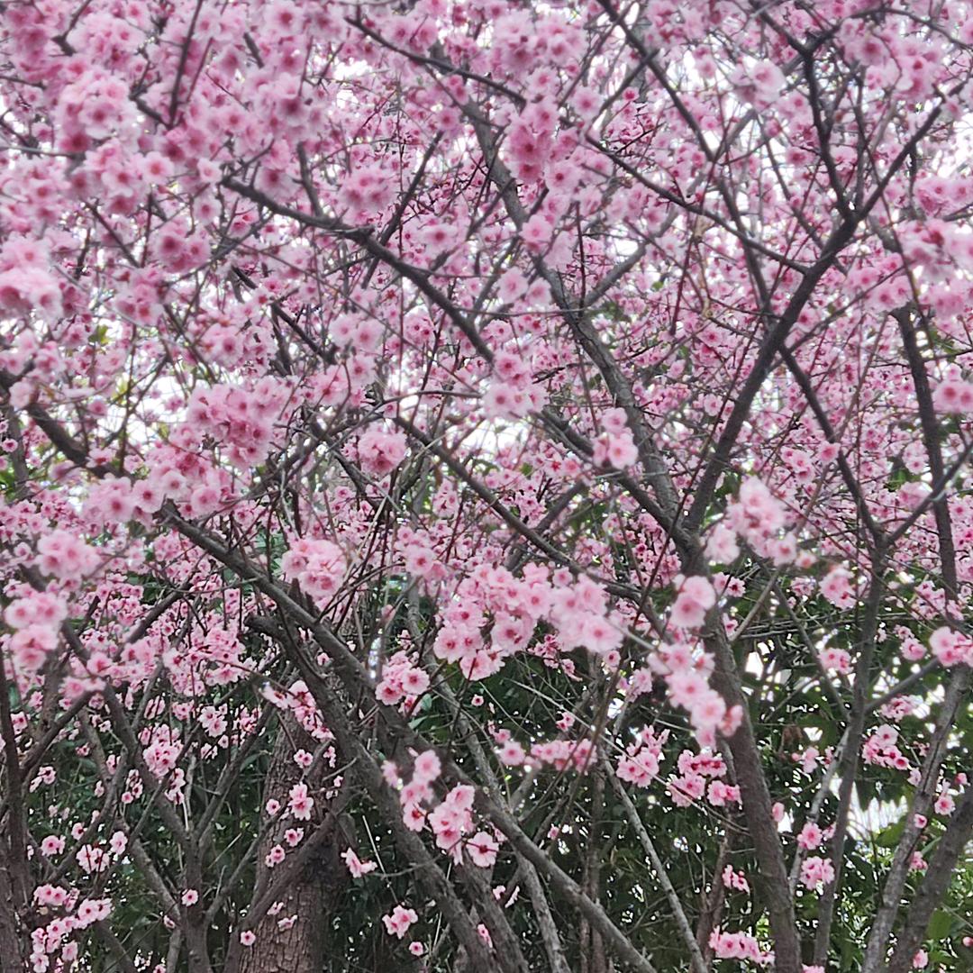 静好