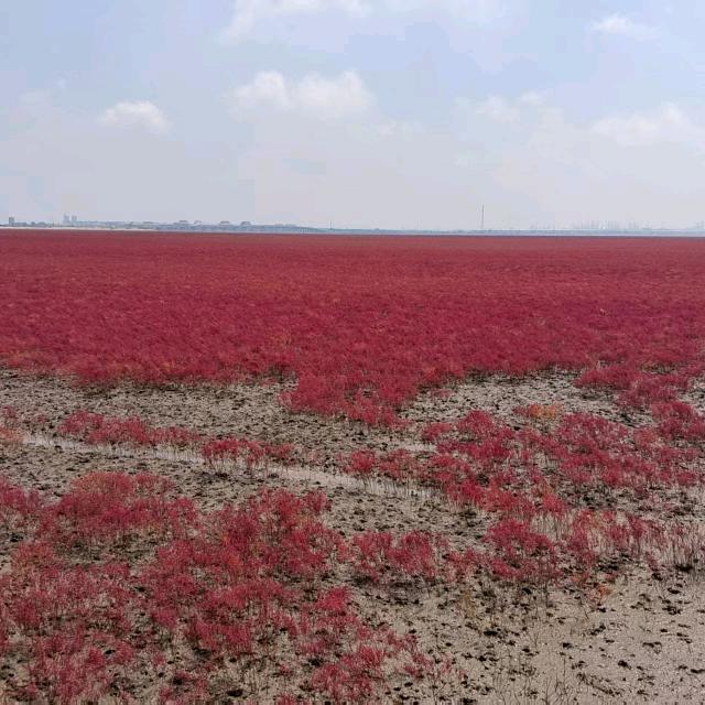 红海滩_21518
