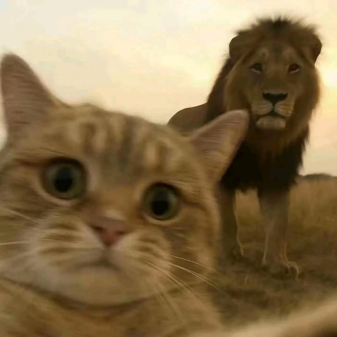 一顿不吃饿得慌