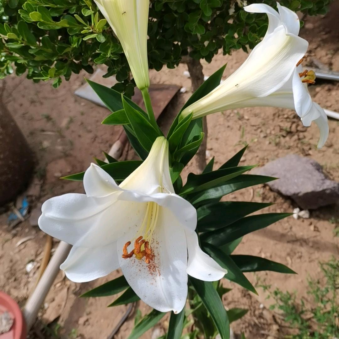 凡事靠自己🌹🌹🌹🌹