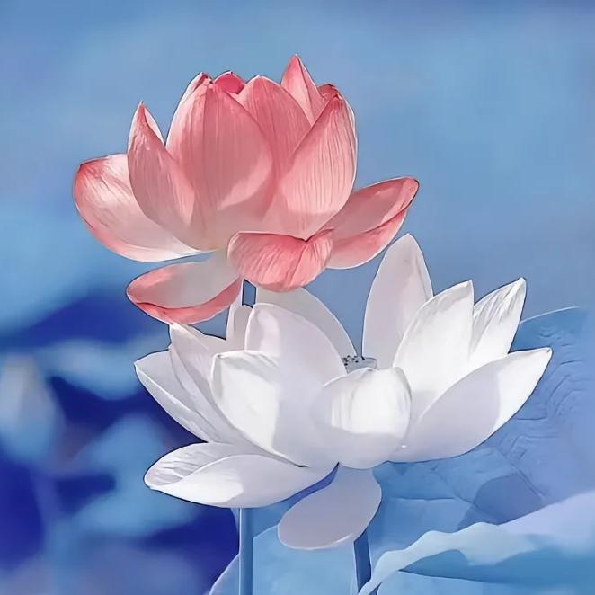 ✈️海阔天空✈️