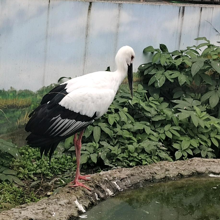 刘奶奶