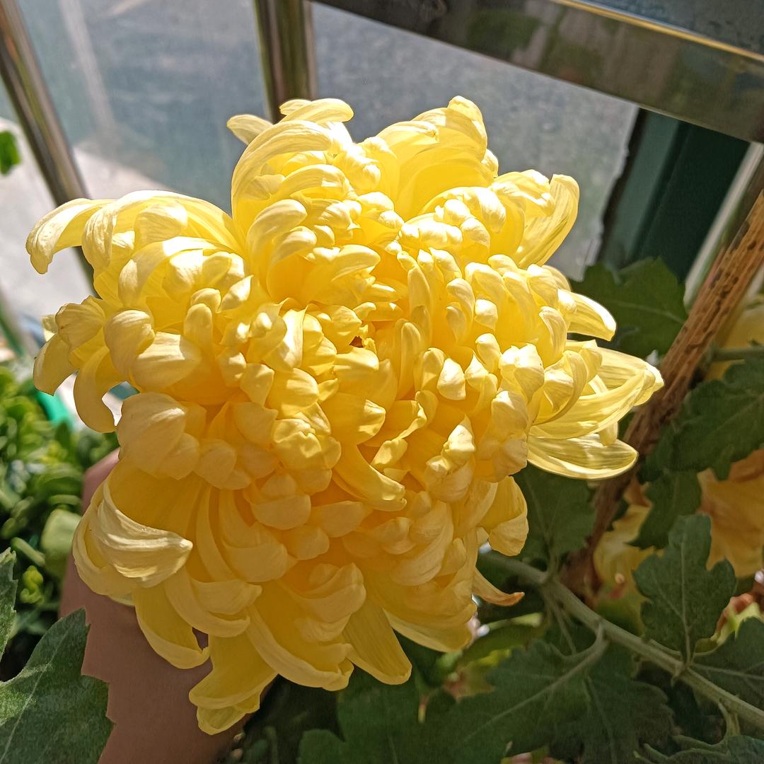 天天开心，
