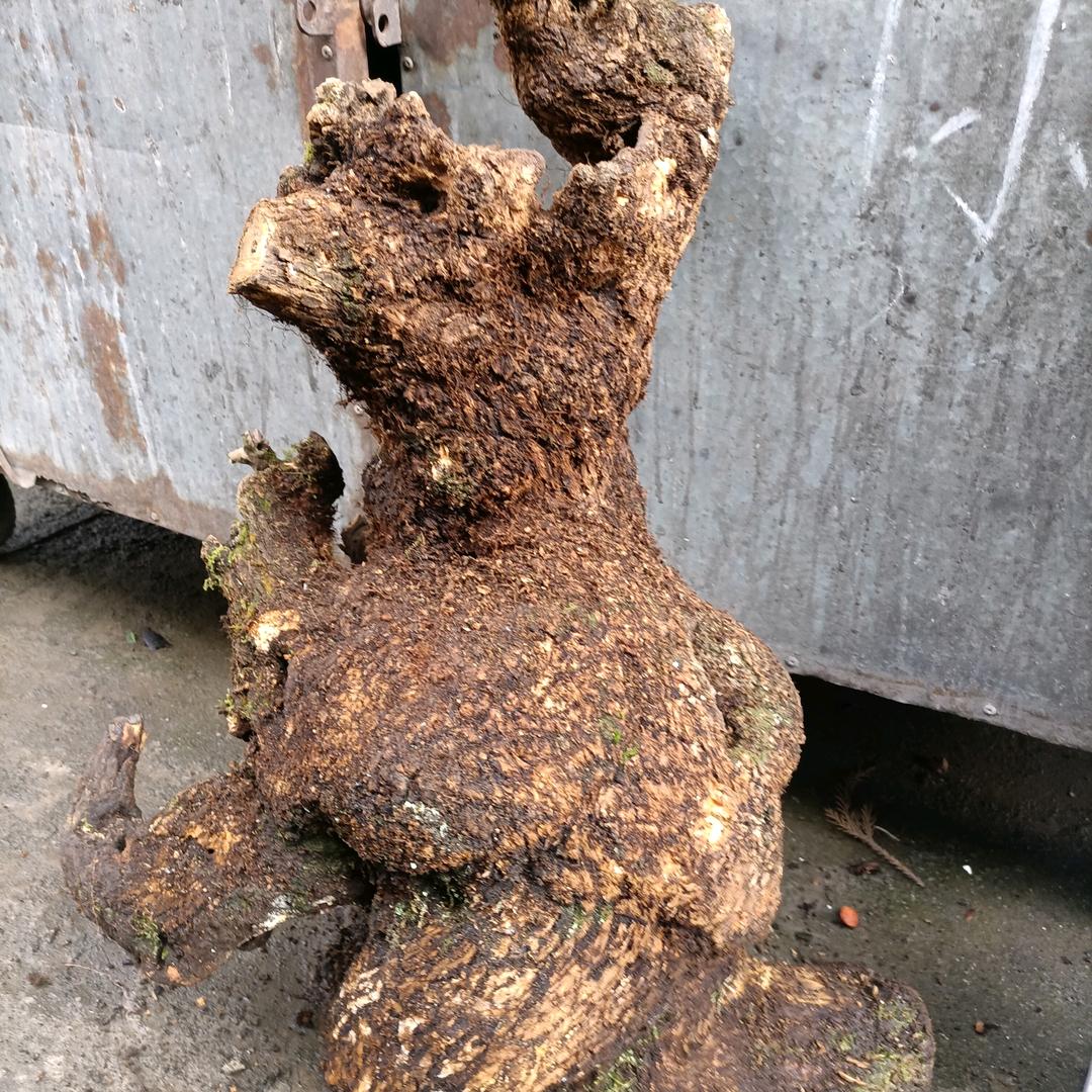 独狼
