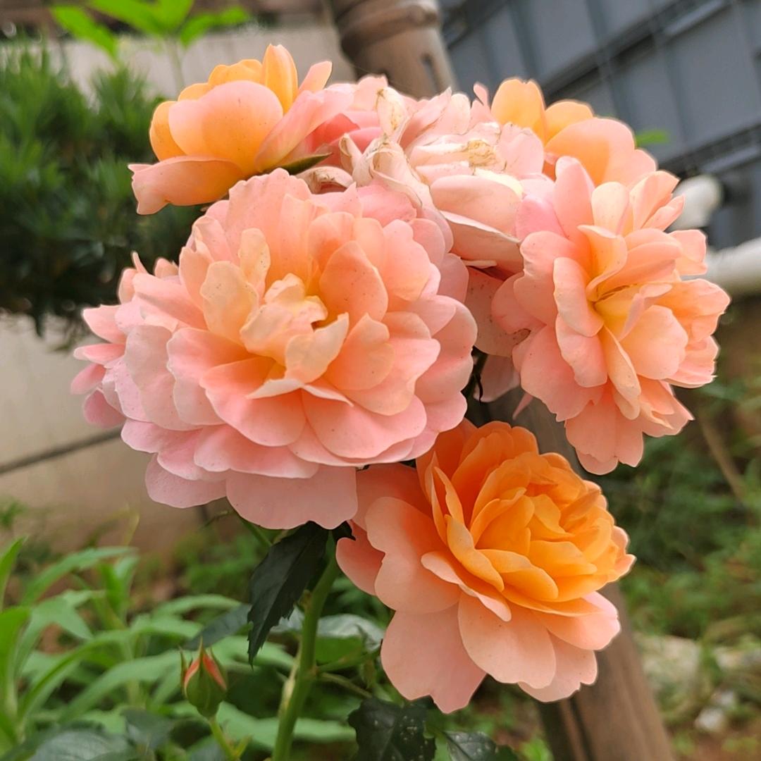 水蜜桃