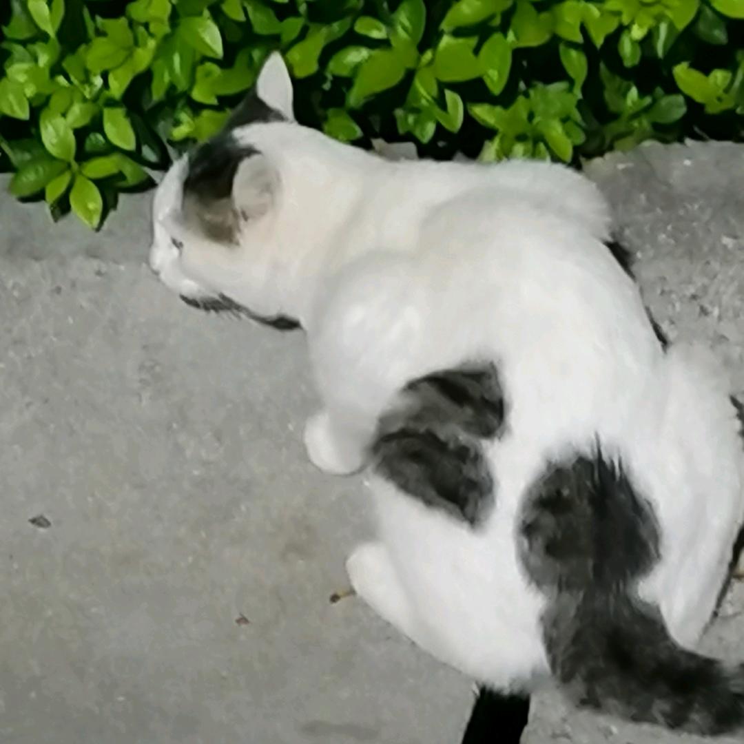 莫雨