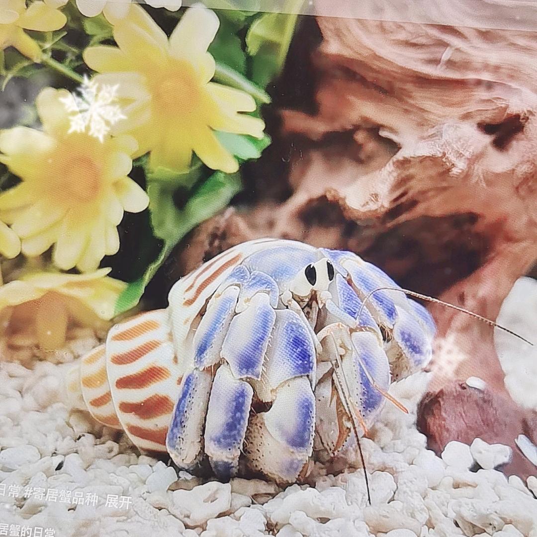 小萌宠寄居蟹🦀