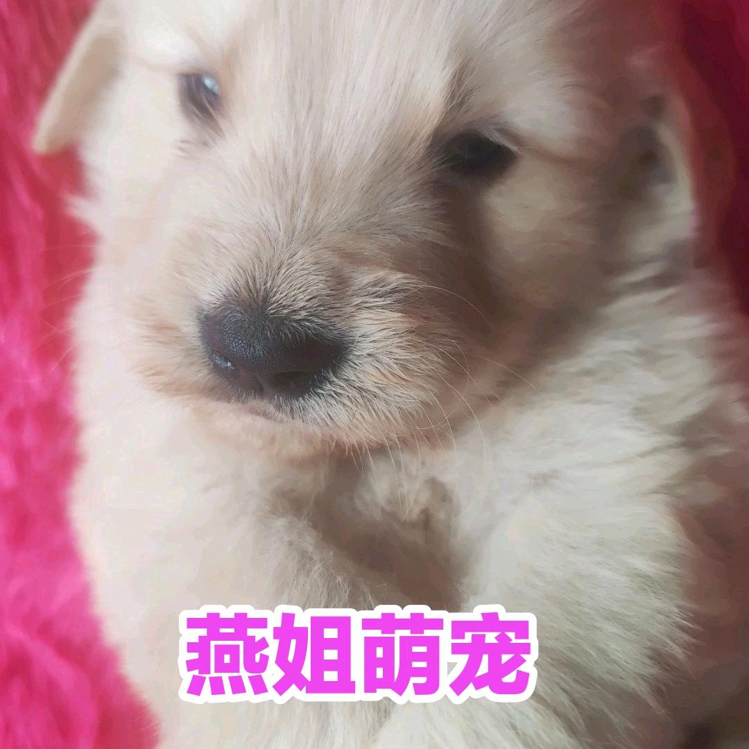 燕姐萌宠
